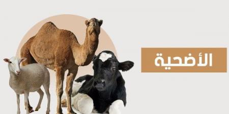 ما هو الأفضل في الأضحية من أنواع الأنعام؟.. الإفتاء تجيب - هرم مصر