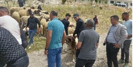 هدم مزرعة مواشى ومصادرة 10 خراف.. المغرب يلاحق ذبح الأضاحى "اعرف السبب" - هرم مصر