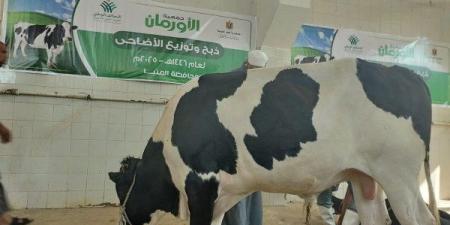 أول أيام عيد الأضحى .. البدء فى نحر 42 رأس ماشية بالمنيا - هرم مصر