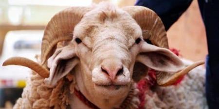 الأبراج والترابط الأسري.. مين بيجمع العيلة ومين بيحب العزلة في العيد؟ - هرم مصر