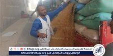 انتظام توريد القمح في رابع أيام العيد واستلام 177 ألف طن منذ بدء الموسم حتى اليوم بأسيوط - هرم مصر