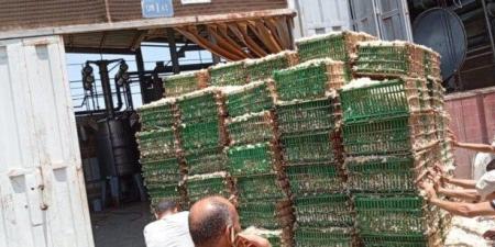 بدء توريد محصول الياسمين لمصانع شبرا بلوبة في محافظة الغربية - هرم مصر