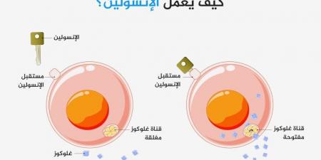 كم كيلوغراما يحتاج الشخص أن يفقد حتى يتخلص من مقاومة الإنسولين؟ - هرم مصر