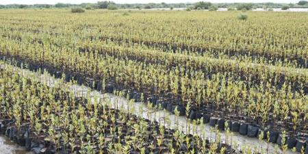 المركز الوطني لتنمية الغطاء النباتي ومكافحة التصحر يؤكد تأهيل الأراضي وتطوير منظومة الحماية البيئية من الأخطار الطبيعية - هرم مصر
