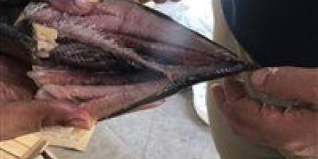ضبط طن "رنجة" يشتبه في عدم صلاحيتها للاستهلاك الآدمي في الغربية - هرم مصر