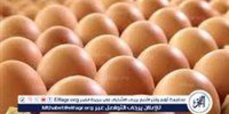أسعار طبق البيض اليوم السبت 21-6-2025 في قنا - هرم مصر