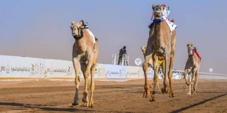 أكثر من 2.2 مليون رأس من الإبل تجسد الموروث الوطني السعودي في تعزيز الأمن الغذائي - هرم مصر