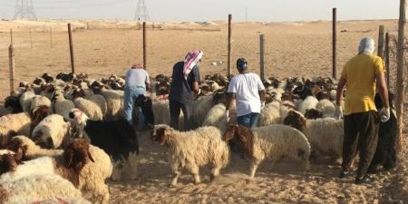 ريالان لوزن الماشية والفحص البيطري بـ 10 - هرم مصر