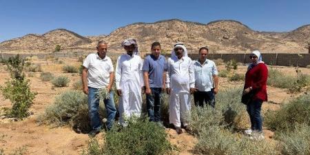 بحوث الصحراء يطلق المرحلة الثانية من مشروع التنمية الزراعية بجنوب سيناء - هرم مصر