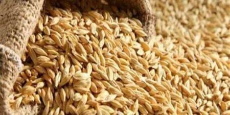 الحبة الرفيعة بكام؟.. سعر الأرز الشعير اليوم الإثنين 23 يونيو 2025 - هرم مصر