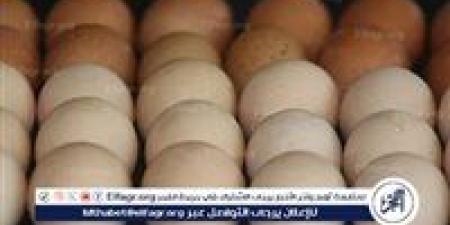 أسعار طبق البيض اليوم الاحد 29-6-2025 في قنا - هرم مصر