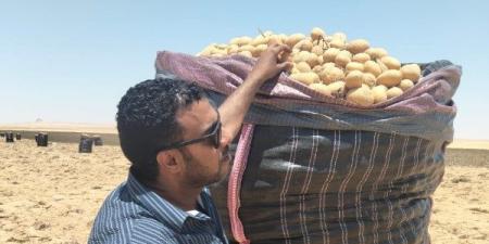 الزراعة: فحص 1.3 مليون طن بطاطس مائدة بغرض التصدير - هرم مصر