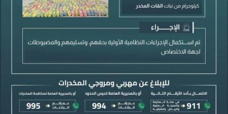 حرس الحدود بعسير يقبض على (6) مخالفين لتهريبهم (100) كيلوجرام من نبات القات - هرم مصر