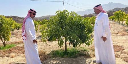 بيئة أضم تتابع ميدانيًا مزارع المانجو - هرم مصر