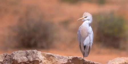 الطيور الصحراوية.. عبقرية التكيف في مواجهة التحديات البيئية - هرم مصر