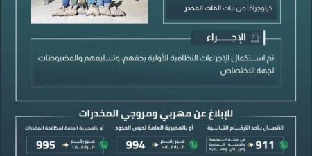 القبض على 6 مخالفين بجازان لتهريبهم 90 كلجم من نبات القات - هرم مصر