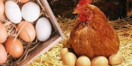 تحرك أسعار الدواجن والبيض اليوم الأحد 17-8-2025 .. اعرف الكيلو وصل كام؟ - هرم مصر
