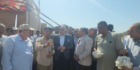 فتح في غيطان الصعيد.. الزراعة تكشف إجمالى المساحات المنزرعة بالقطن على مستوى الجمهورية - هرم مصر