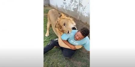 «مجرد مداعبة».. القصة الكاملة لفيديو العامل المصري مع الأسد في مزرعة ليبي - هرم مصر