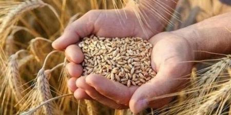 الطن بكام؟.. سعر الأرز الشعير اليوم الإثنين 18 أغسطس 2025 - هرم مصر