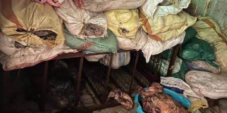 محافظة الجيزة: ضبط 3 أطنان لحمة رأس فاسدة بأوسيم - هرم مصر