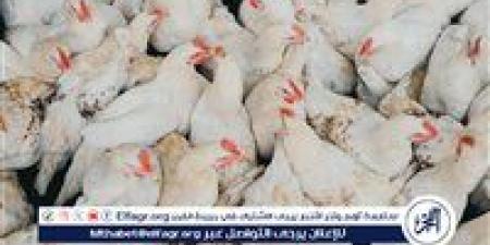 بـ 67 جنيها.. أسعار الفراخ البيضاء اليوم الجمعة 22-8-2025 في الدقهلية - هرم مصر