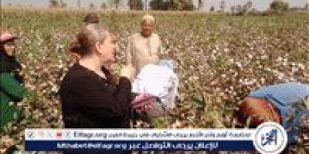 ندوة إرشادية للتوعية بأهمية الجنى المحسن لمحصول القطن ببني سويف - هرم مصر