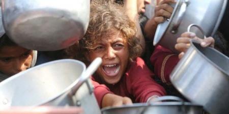 الدولية لدعم حقوق الفلسطينيين : إعلان المجاعة في غزة تأخر كثيرًا - هرم مصر