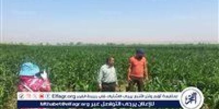 وكيل زراعة أسيوط يتابع الحقول المنزرعة بمحصول الذرة الرفيعة بمركز أبنوب - هرم مصر