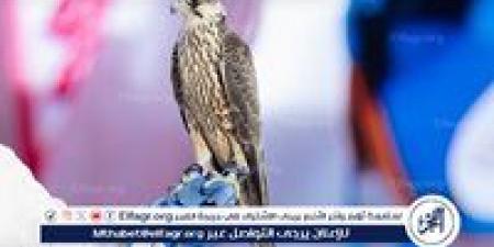 غدًا.. ختام المزاد الدولي لمزارع إنتاج الصقور 2025 - هرم مصر