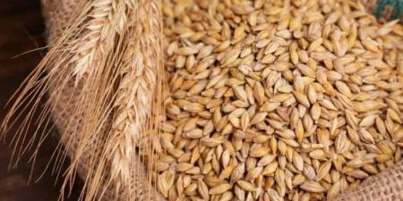 سعر طن الأرز الشعير اليوم الإثنين 25 أغسطس 2025 - هرم مصر