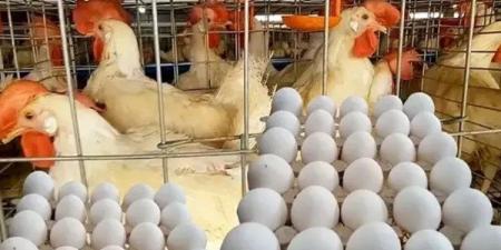 أسعار الدواجن والبيض بأسواق الوادي الجديد.. اليوم - هرم مصر