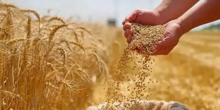 يحصلون على 0.8% فقط من التمويل|قمة العشرين في مصر: صغار المزارعين مفتاح حل أزمة الغذاء العالمية - هرم مصر
