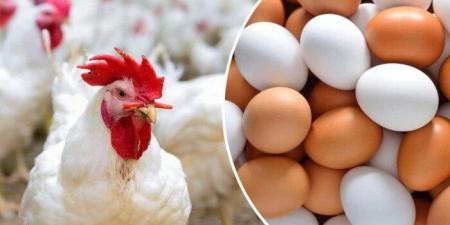 الفراخ البيضاء بكام؟.. أسعار الدواجن والبيض اليوم الخميس 4-9-2025 - هرم مصر