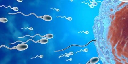 دراسة تكشف بروتينًا مفتاحيًا يتحكم في حركة الحيوانات المنوية وخصوبة الرجال - هرم مصر