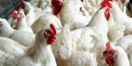 ارتفاع مفاجئ في أسعار الدواجن والبيض اليوم السبت (تحديث) - جريدة هرم مصر