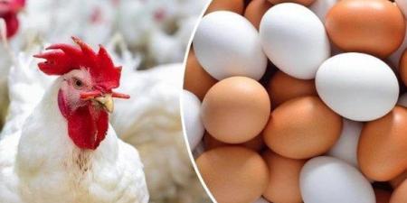 الفراخ البيضاء بكام؟.. أسعار الدواجن والبيض اليوم الاحد 25 يناير 2026 - جريدة هرم مصر