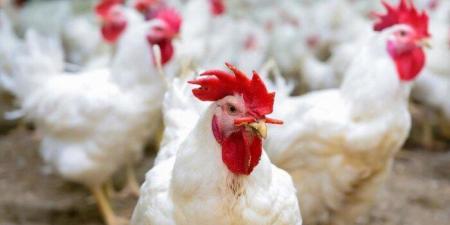 بورصة الدواجن اليوم.. أسعار الفراخ البيضاء وكرتونة البيض في الأسواق - جريدة هرم مصر