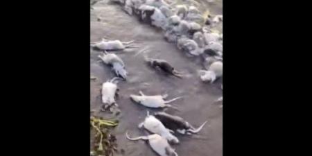 ذعر في السودان بعد نفوق جماعي للفئران على ضفاف نهر عطبرة.. ماذا يحدث؟ - جريدة هرم مصر