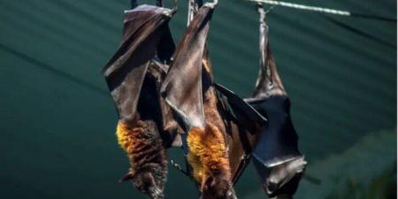 بعد إصابة أطباء وممرضين.. ما هو فيروس نيباه القاتل؟ - جريدة هرم مصر