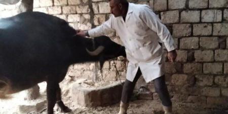 خلال 3 أسابيع.. تحصين 90 ألف رأس ماشية ضد الحمى القلاعية بالجيزة - جريدة هرم مصر