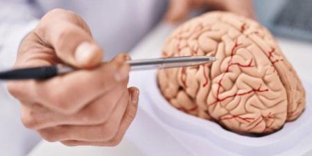 دراسة علمية روسية تؤكد أن دماغ الإنسان لا يتحلل ولا يشيخ طوال الحياة - جريدة هرم مصر