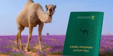 السعودية تدشن "جواز سفر للإبل" بالاسم وتاريخ الميلاد والصورة - جريدة هرم مصر