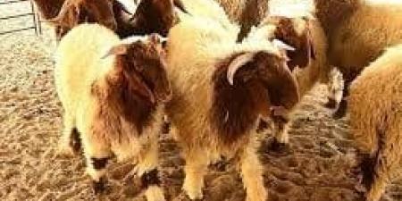 «خير أم شر؟».. تفسير رؤيا «ذبح الأضحية» في المنام لابن سيرين - جريدة هرم مصر