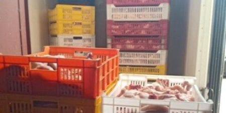 ضبط طن و100 كيلو دواجن فاسدة قبل بيعها للمواطنين في بورسعيد - جريدة هرم مصر