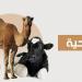 ما هو الأفضل في الأضحية من أنواع الأنعام؟.. الإفتاء تجيب - هرم مصر