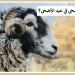 لماذا نُضحي في العيد ؟ تعرف على الحكمة من الاضحية #دا_الافتاء #دين_وحياة - هرم مصر