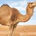 هل يجب الوضوء عند أكل لحم الإبل؟ الإفتاء تجيب - هرم مصر