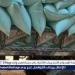 ضبط 70 شيكارة دقيق المدعم قبل بيعها بالسوق السوداء بميت غمر في الدقهلية - هرم مصر