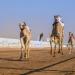 أكثر من 2.2 مليون رأس من الإبل تجسد الموروث الوطني السعودي في تعزيز الأمن الغذائي - هرم مصر